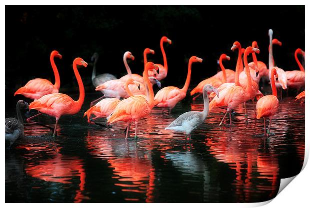  Flamingos Reflected Print by Mal Bray