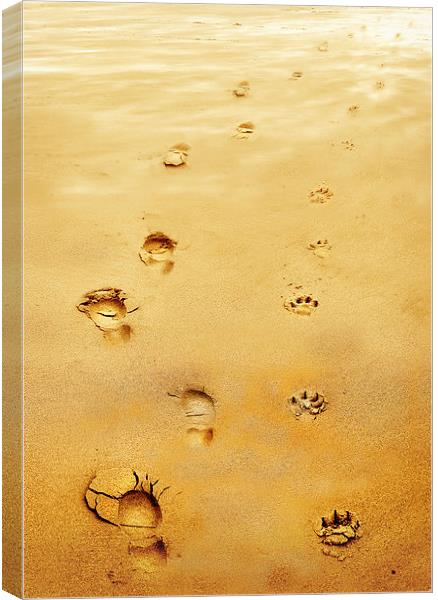  Walking the Dog Canvas Print by Mal Bray