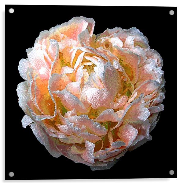 Rare Orange Peony Acrylic by james balzano, jr.