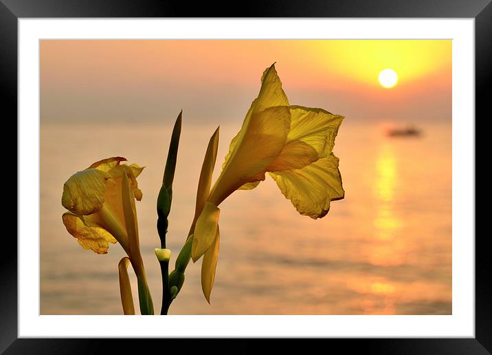  Wild Iris sunset Framed Mounted Print by shawn bullock