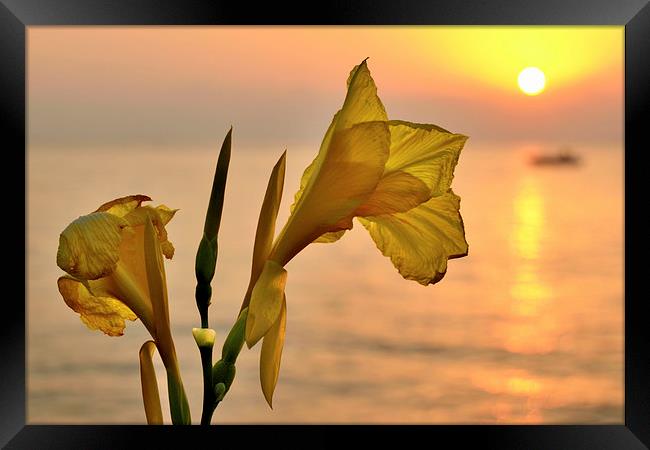  Wild Iris sunset Framed Print by shawn bullock