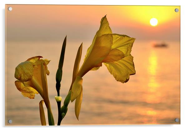  Wild Iris sunset Acrylic by shawn bullock
