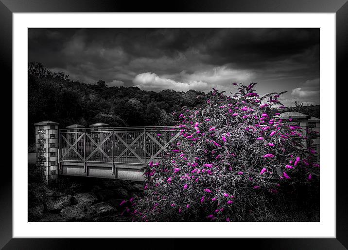  Bridge with buddleia colour pop. Framed Mounted Print by paul holt
