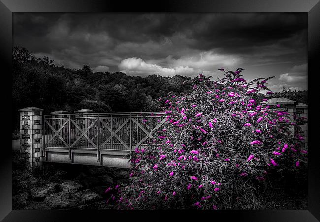  Bridge with buddleia colour pop. Framed Print by paul holt