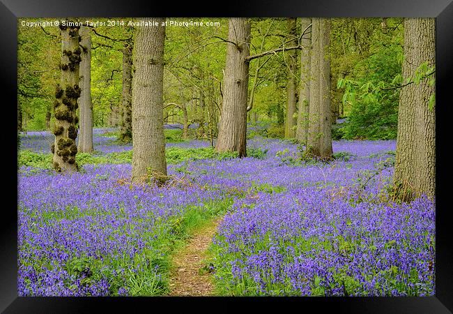 Bluebells of The Great Wood Framed Print by Simon Taylor