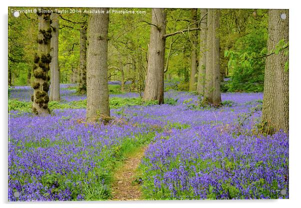 Bluebells of The Great Wood Acrylic by Simon Taylor