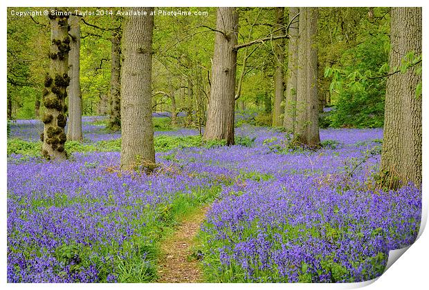 Bluebells of The Great Wood Print by Simon Taylor