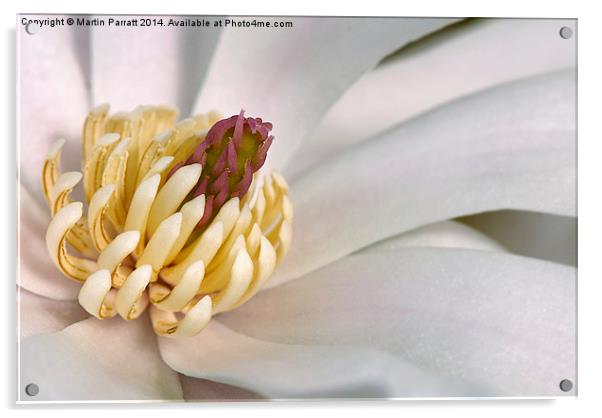 Magnolia Stellata Acrylic by Martin Parratt