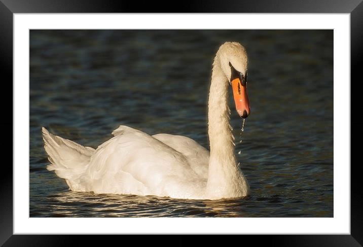  Swan In Late summer sun Framed Mounted Print by Clive Eariss