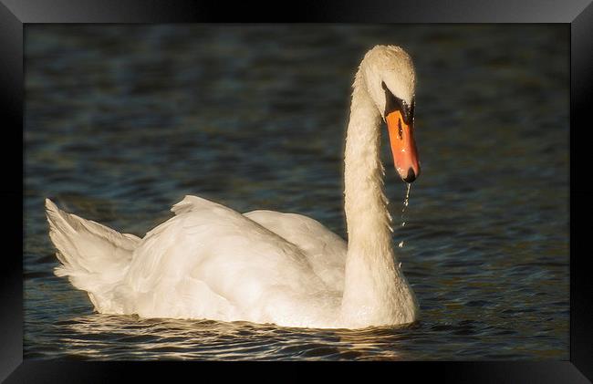  Swan In Late summer sun Framed Print by Clive Eariss