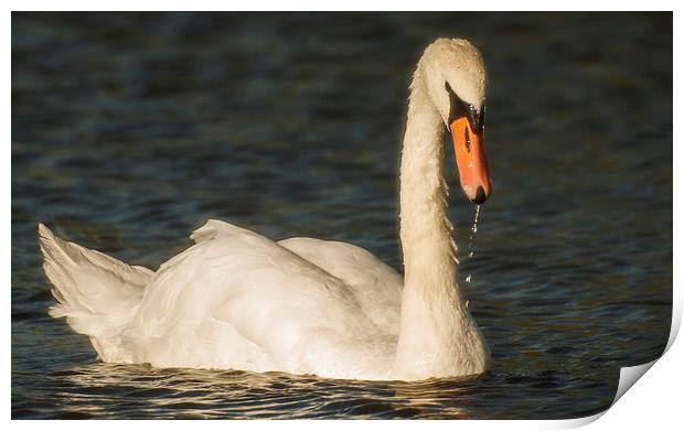  Swan In Late summer sun Print by Clive Eariss