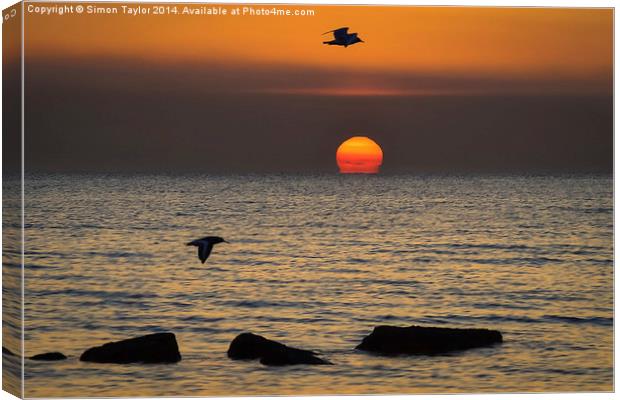  Sunset Birds Canvas Print by Simon Taylor