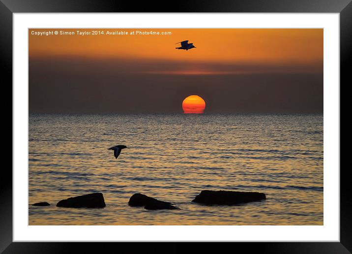  Sunset Birds Framed Mounted Print by Simon Taylor