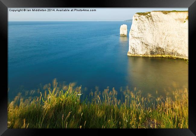 Morning light at Old Harry Rocks Framed Print by Ian Middleton