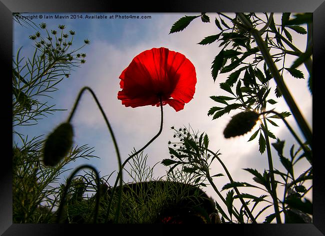  Poppy Memories Framed Print by Iain Mavin