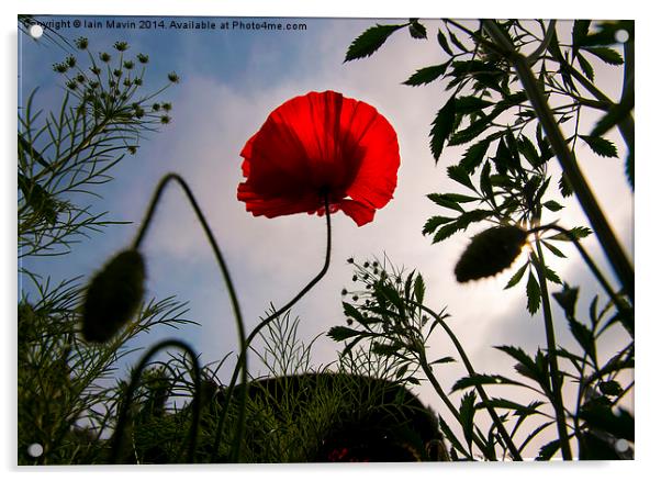  Poppy Memories Acrylic by Iain Mavin