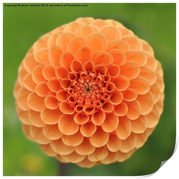  Dahlia flower Print by abdul rahman