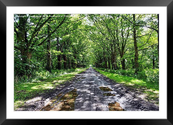  Tree lined Avenue to nowhere Framed Mounted Print by Frank Irwin