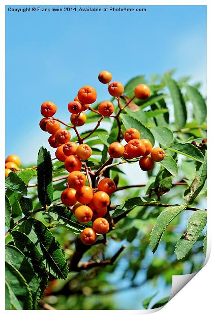  Orange Rowan (Mountain Ash) berries Print by Frank Irwin