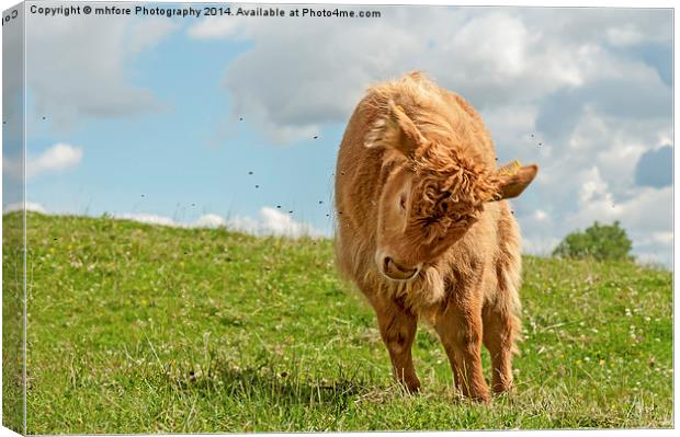  Highland Cow / Calf Canvas Print by mhfore Photography
