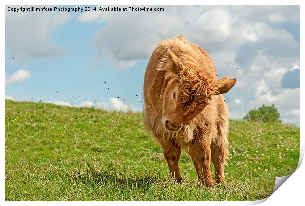  Highland Cow / Calf Print by mhfore Photography
