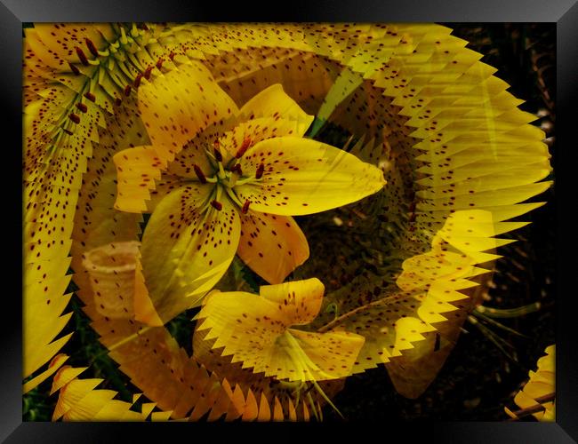  Spiral Fractal Lily. Framed Print by Heather Goodwin