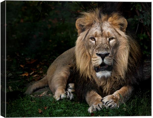  King of the Jungle Canvas Print by Rob Lester