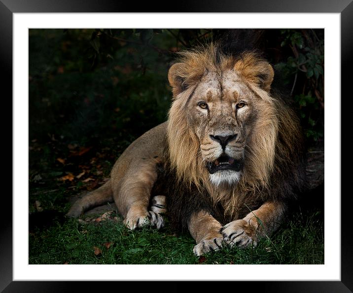 King of the Jungle Framed Mounted Print by Rob Lester