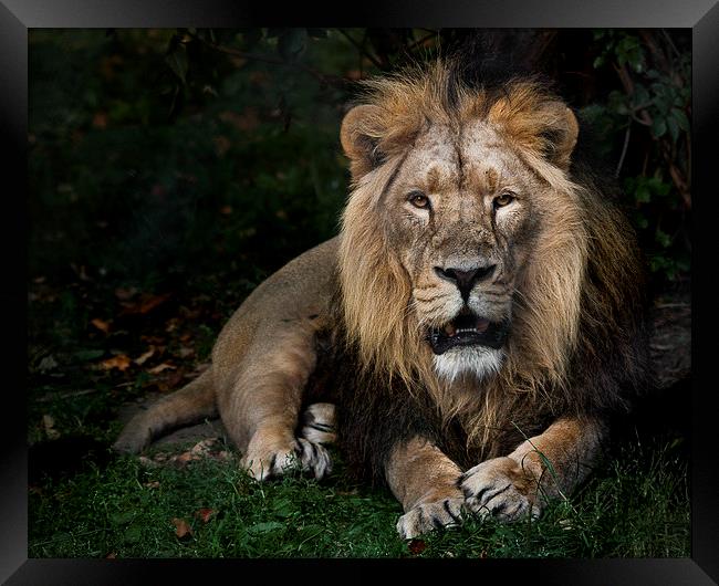  King of the Jungle Framed Print by Rob Lester