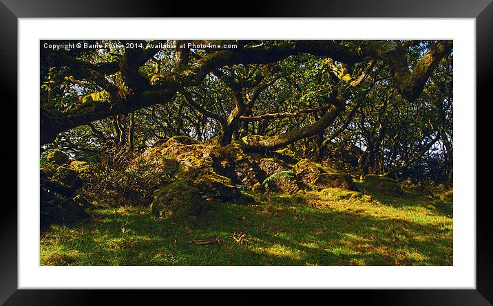 Tŷ Canol  Ancient Woodland Framed Mounted Print by Barrie Foster