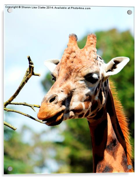  Just a Giraffe Acrylic by Sharon Lisa Clarke