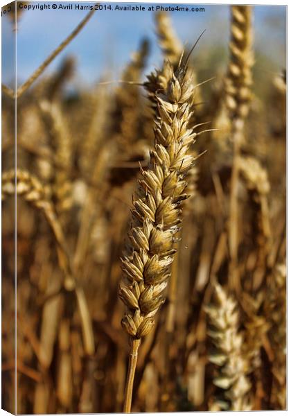  Ear of wheat Canvas Print by Avril Harris