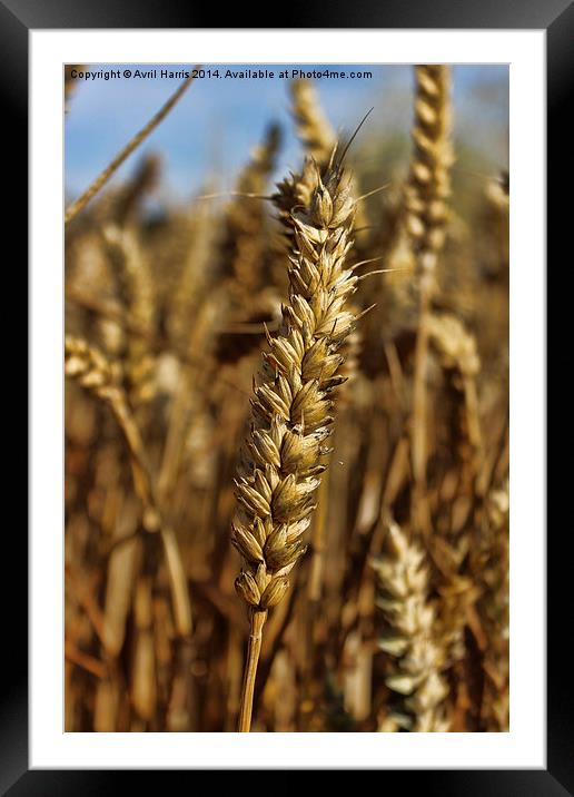  Ear of wheat Framed Mounted Print by Avril Harris