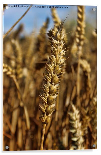  Ear of wheat Acrylic by Avril Harris