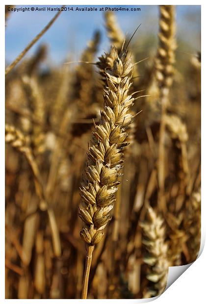  Ear of wheat Print by Avril Harris