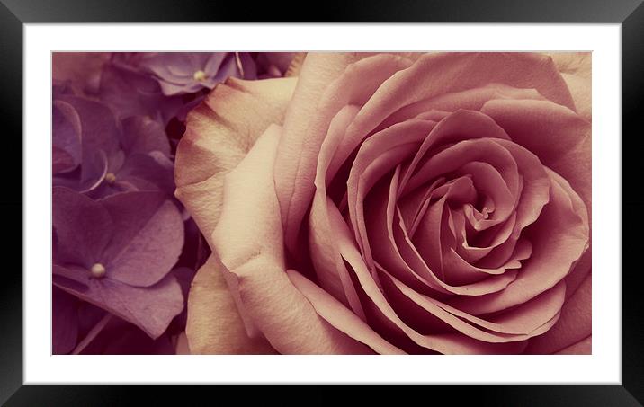 floral fusion Framed Mounted Print by Heather Newton