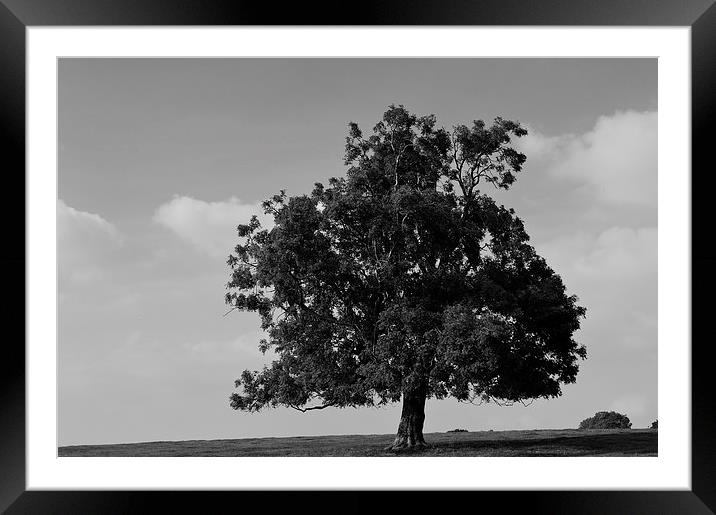 Hill top tree Framed Mounted Print by Kevin McAdam