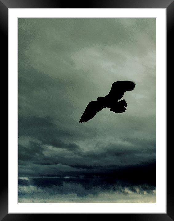 seagull over stormy seas  Framed Mounted Print by Heather Newton