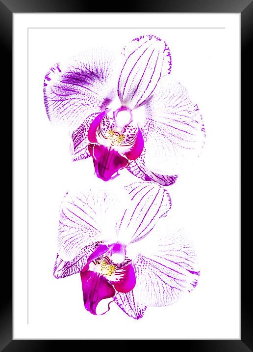  Colour in an Orchid Framed Mounted Print by Lee Wilson