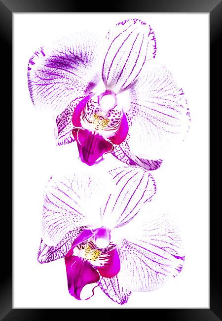  Colour in an Orchid Framed Print by Lee Wilson