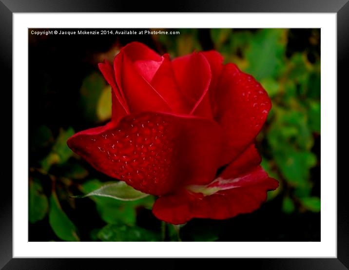 RED RED ROSE Framed Mounted Print by Jacque Mckenzie