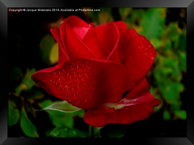  RED RED ROSE Framed Print by Jacque Mckenzie