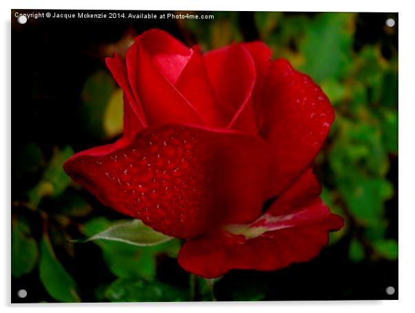  RED RED ROSE Acrylic by Jacque Mckenzie