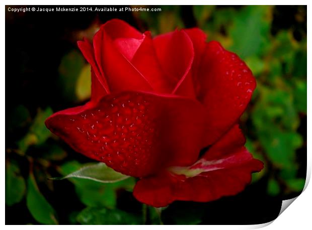  RED RED ROSE Print by Jacque Mckenzie