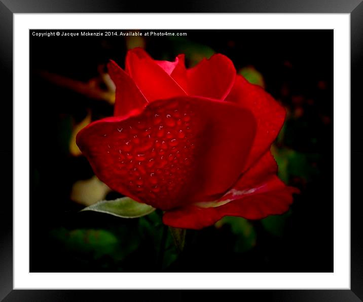  ROSE DROPS Framed Mounted Print by Jacque Mckenzie