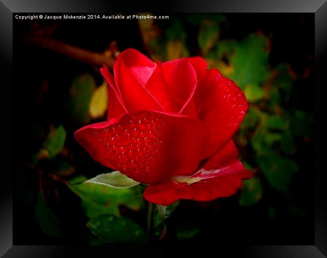 ROSEY RED Framed Print by Jacque Mckenzie
