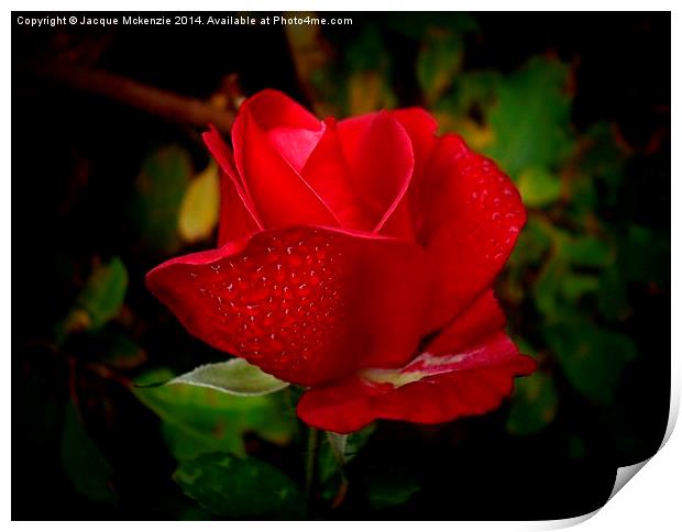  ROSEY RED Print by Jacque Mckenzie