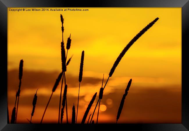  Sunlight Bokeh Framed Print by Lee Wilson