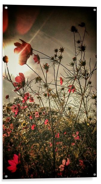  Flower Field Acrylic by Scott Anderson
