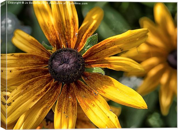 decaying rudbeckia  Canvas Print by Jo Beerens